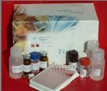 β-兴奋剂ELISA检测试剂盒